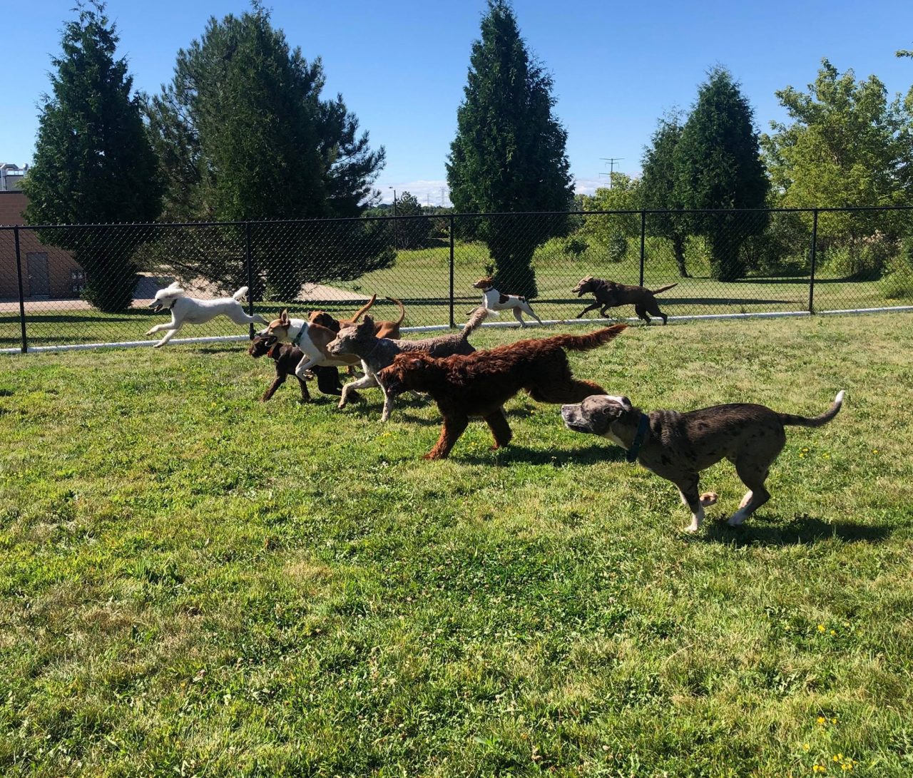 Doggy Daycare Near Me Saukville WI Dawgs In Motion LLC