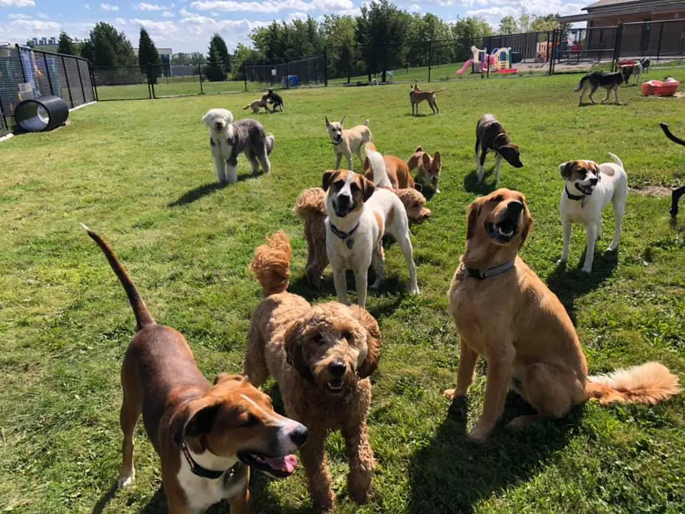 Doggy Daycare Near Me Saukville WI Dawgs In Motion LLC