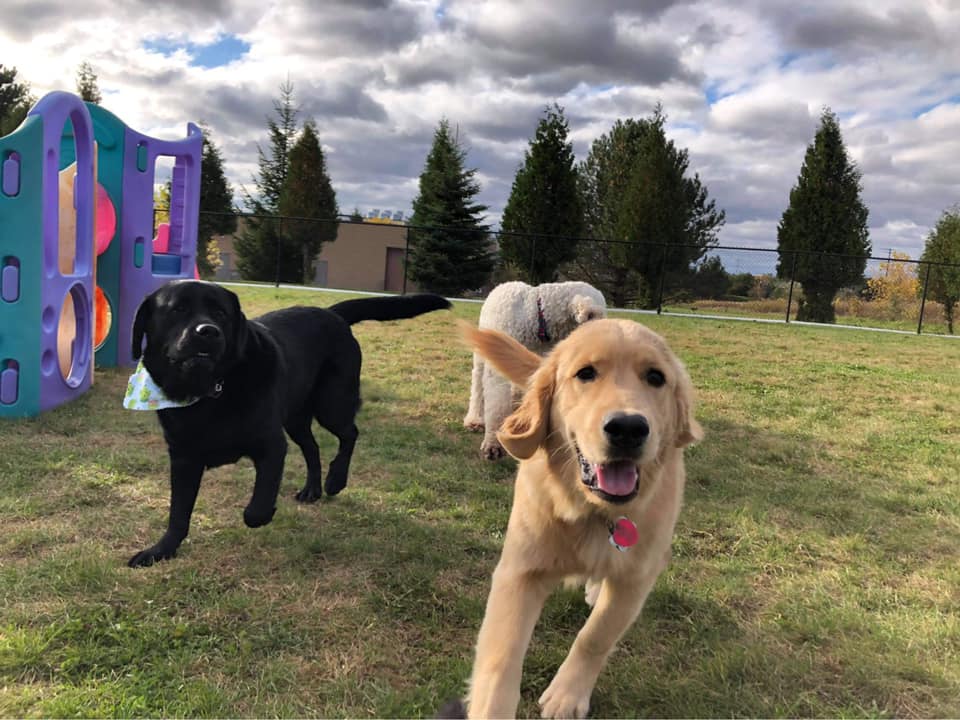 Doggy Daycare Near Me Saukville WI Dawgs In Motion LLC