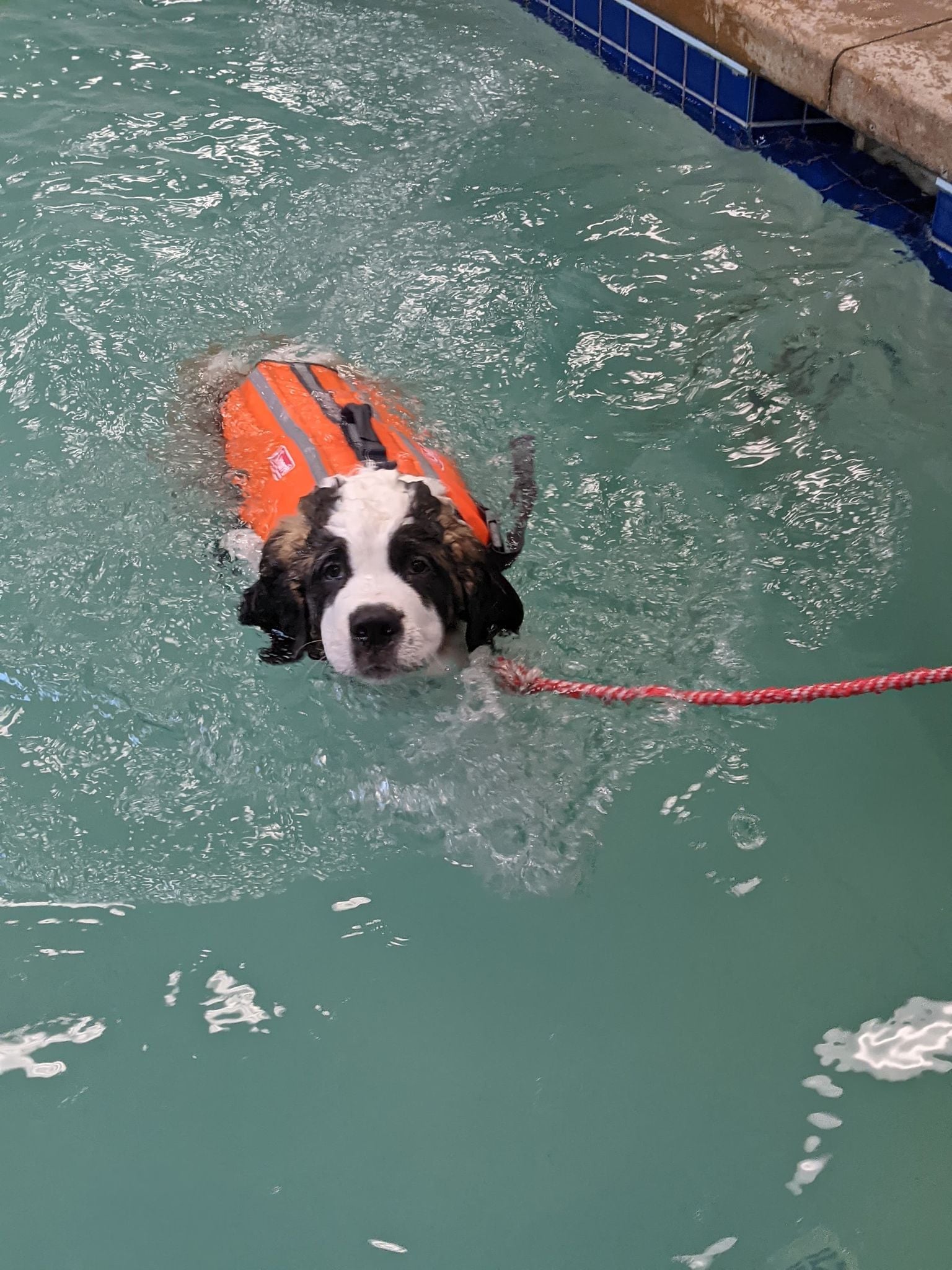 Dog Pool | Dog Swimming Pools | Dawgs In Motion