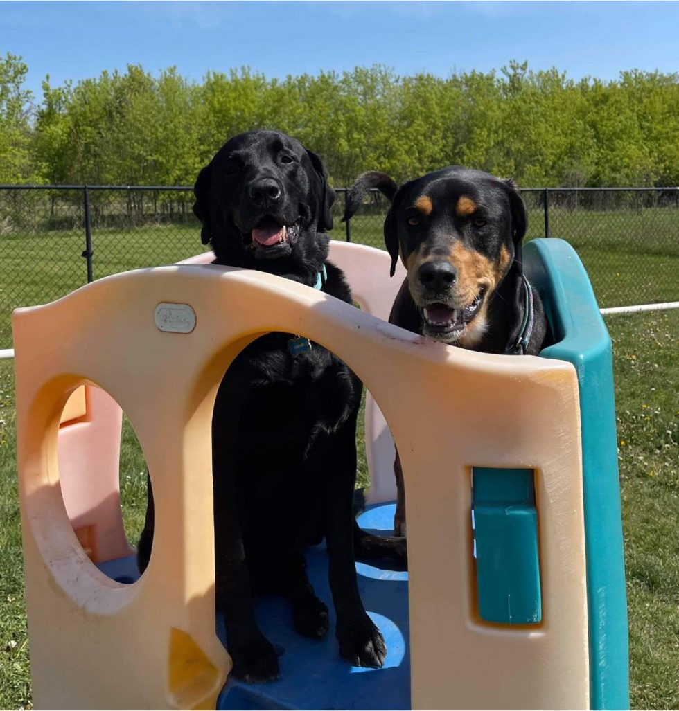 doggy-daycare-near-me-saukville-wi-dawgs-in-motion-llc