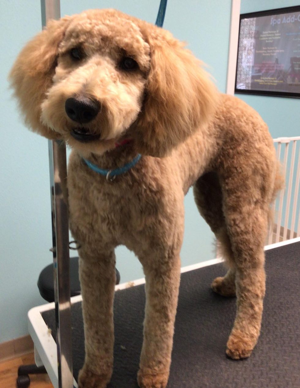 Dog Grooming Near Me In Saukville WI Dawgs In Motion