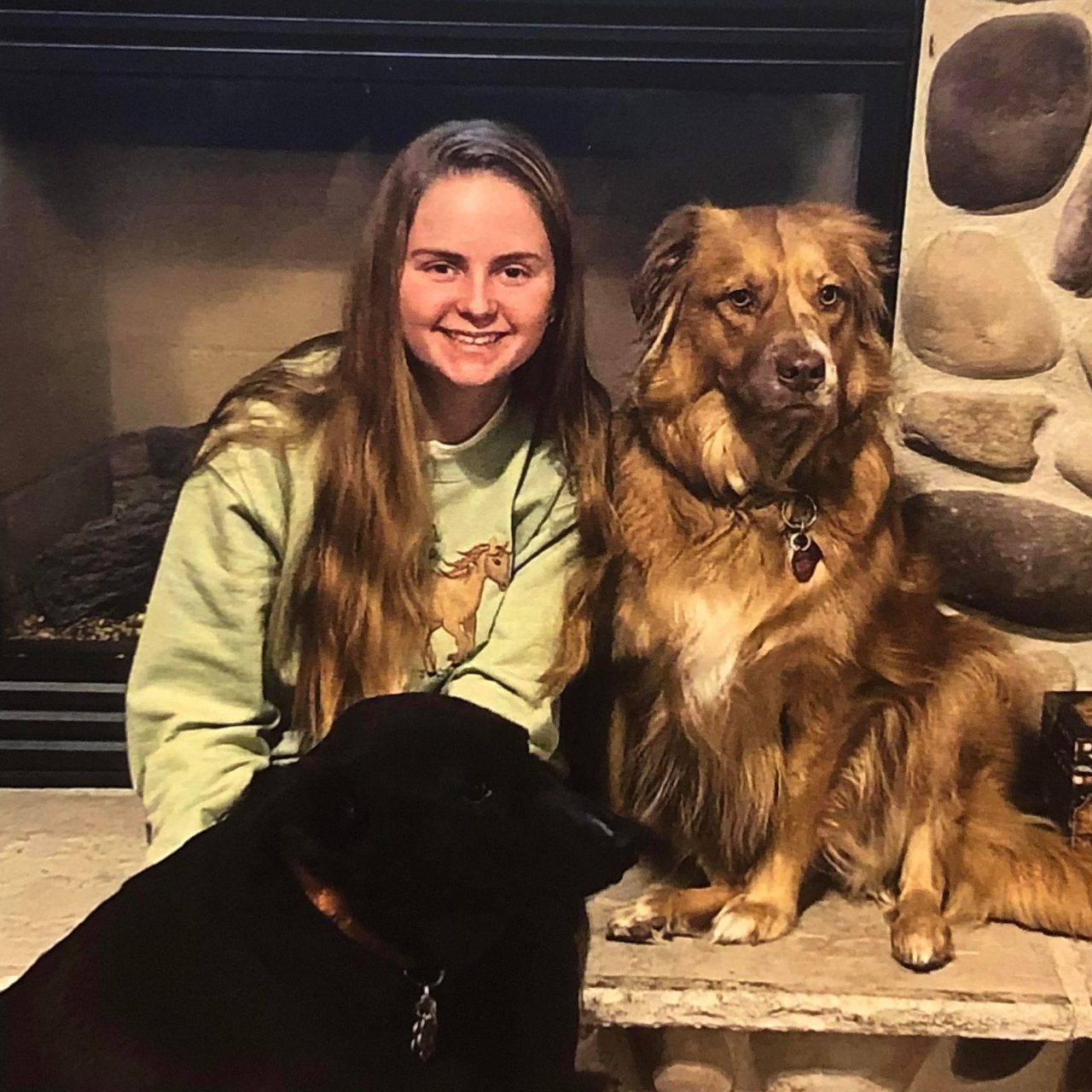 Dog Training Near Me In Saukville WI Dawgs In Motion