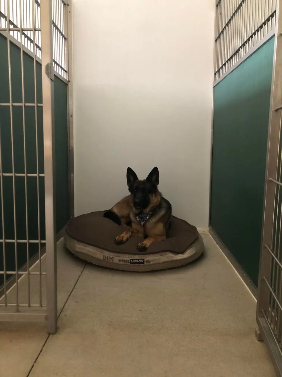 Kennel Sizes Dawgs In Motion