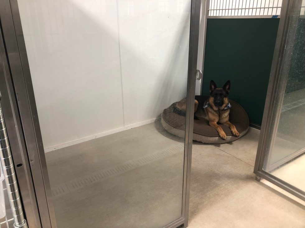 Kennel Sizes Dawgs In Motion