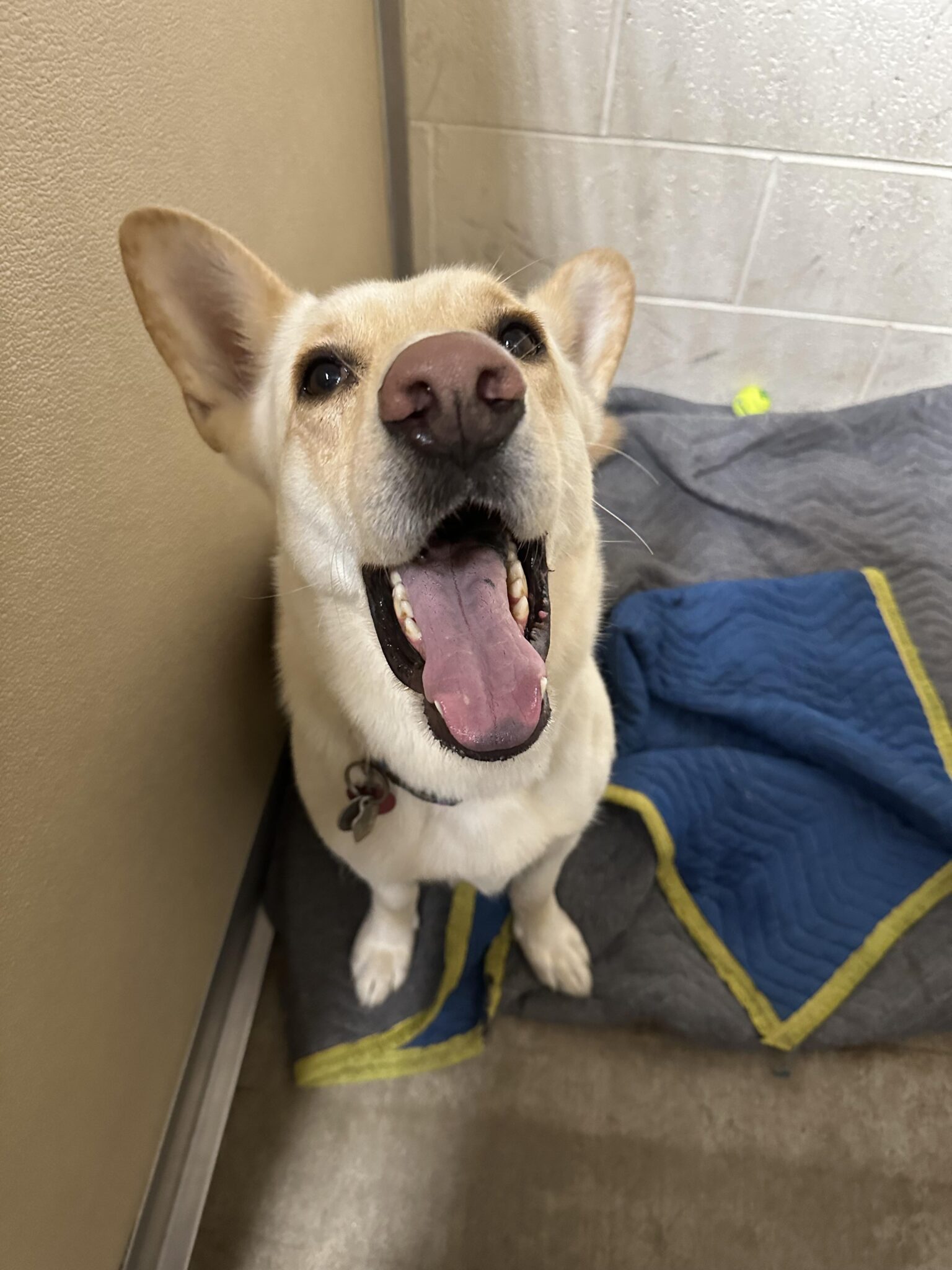 Dog Boarding Near Me In Saukville WI Dawgs In Motion