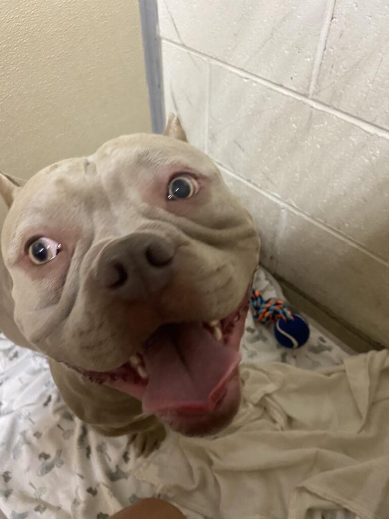 Dog Boarding Near Me In Saukville WI Dawgs In Motion