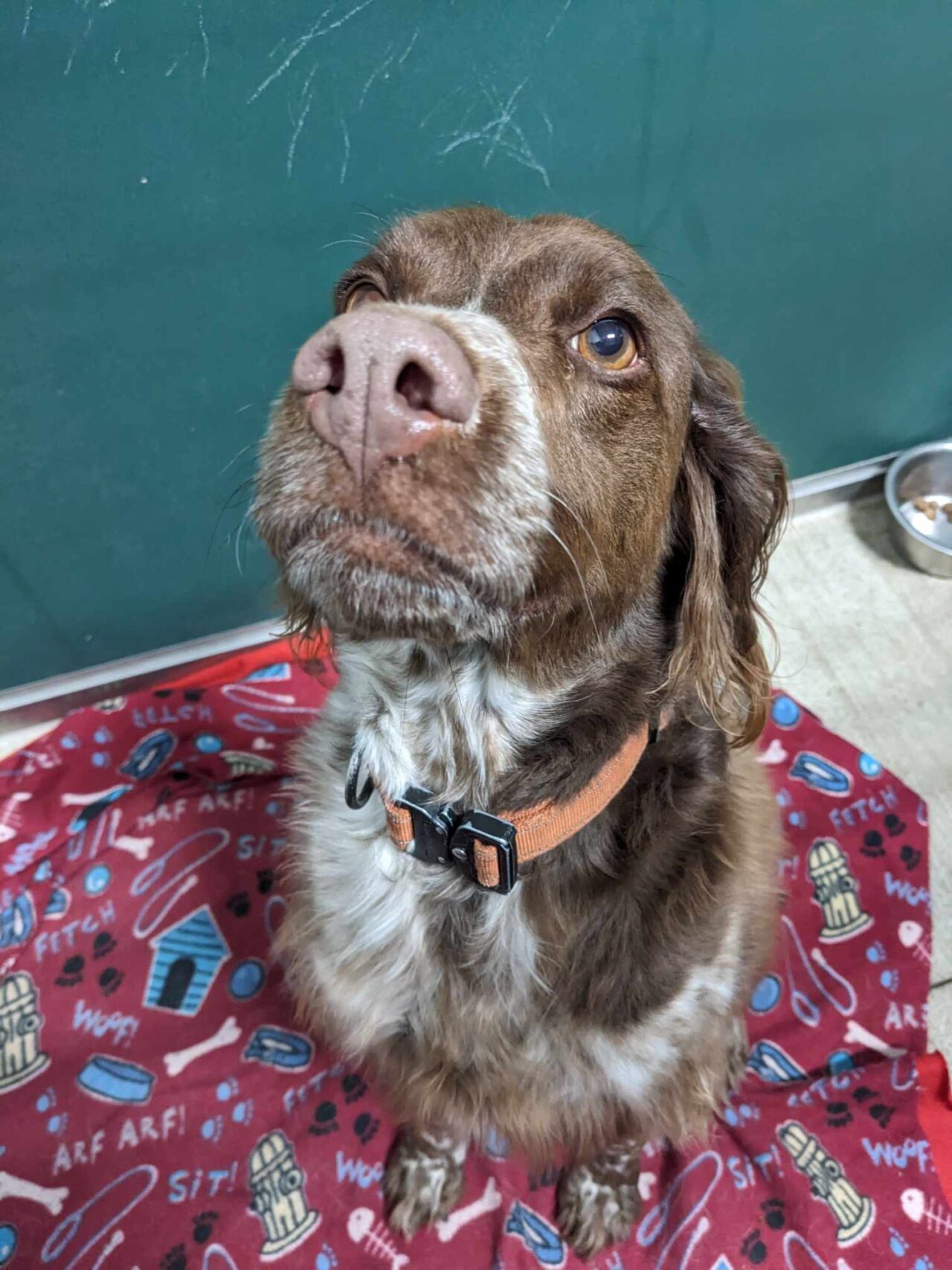 Dog Boarding Near Me In Saukville WI Dawgs In Motion