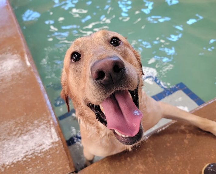 dogs swimming pool