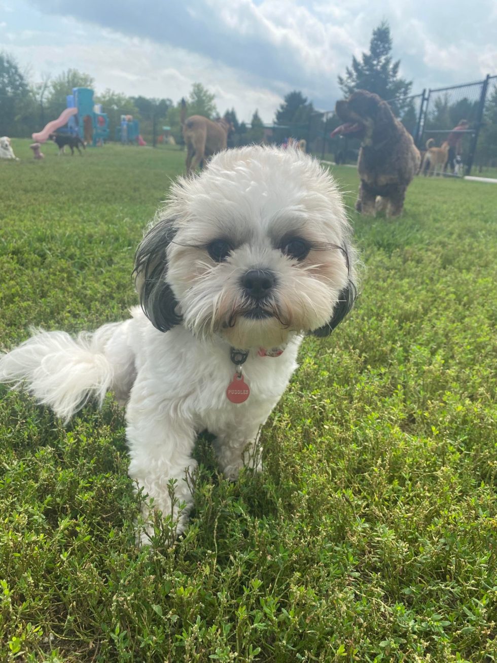 Dog Daycare Saukville WI Day Camps At Dawgs In Motion