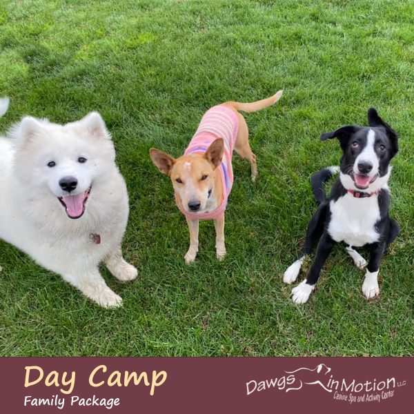 daycamp family package