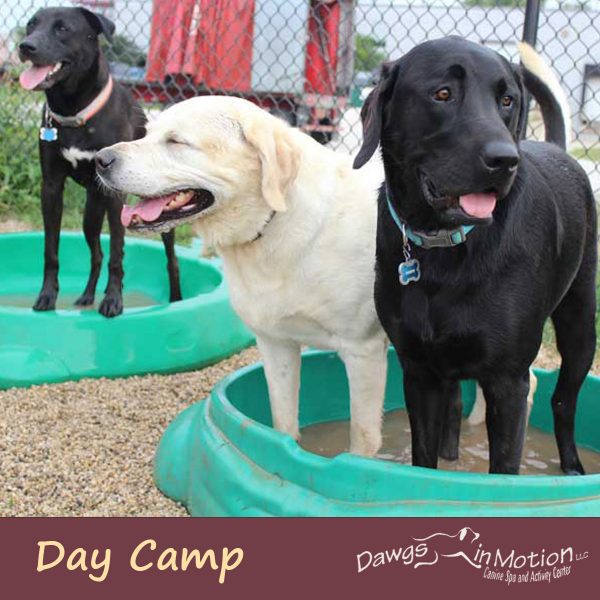 dog day camp package