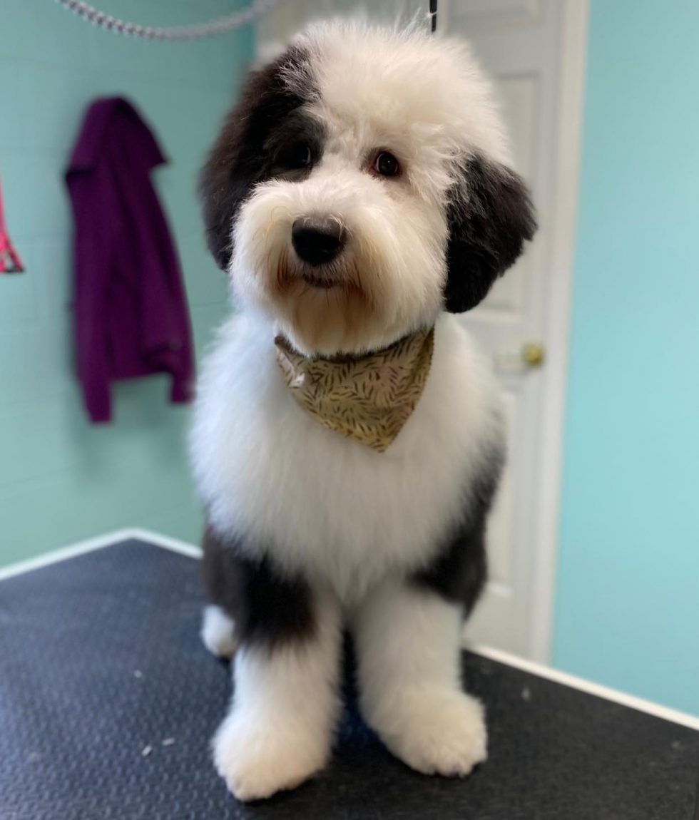 Dog Grooming Near Me In Saukville WI Dawgs In Motion