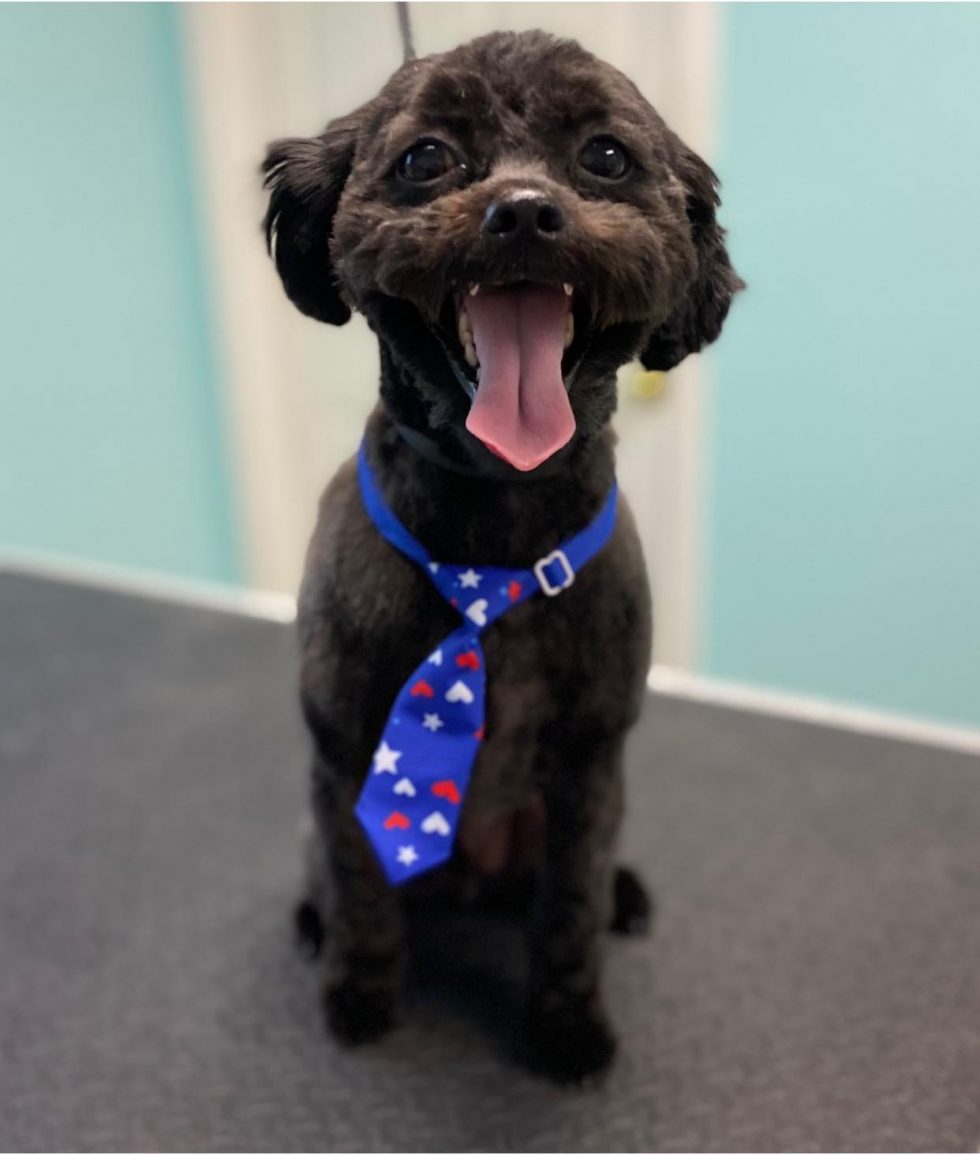 Dog Grooming Near Me In Saukville WI Dawgs In Motion