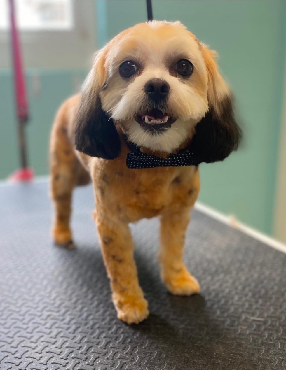 Dog Grooming Near Me In Saukville WI Dawgs In Motion