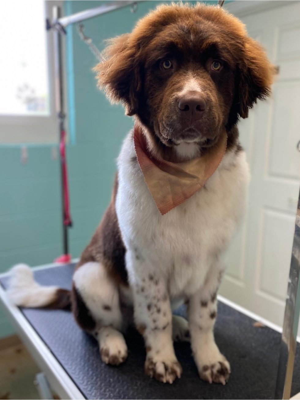 Dog Grooming Near Me In Saukville WI Dawgs In Motion