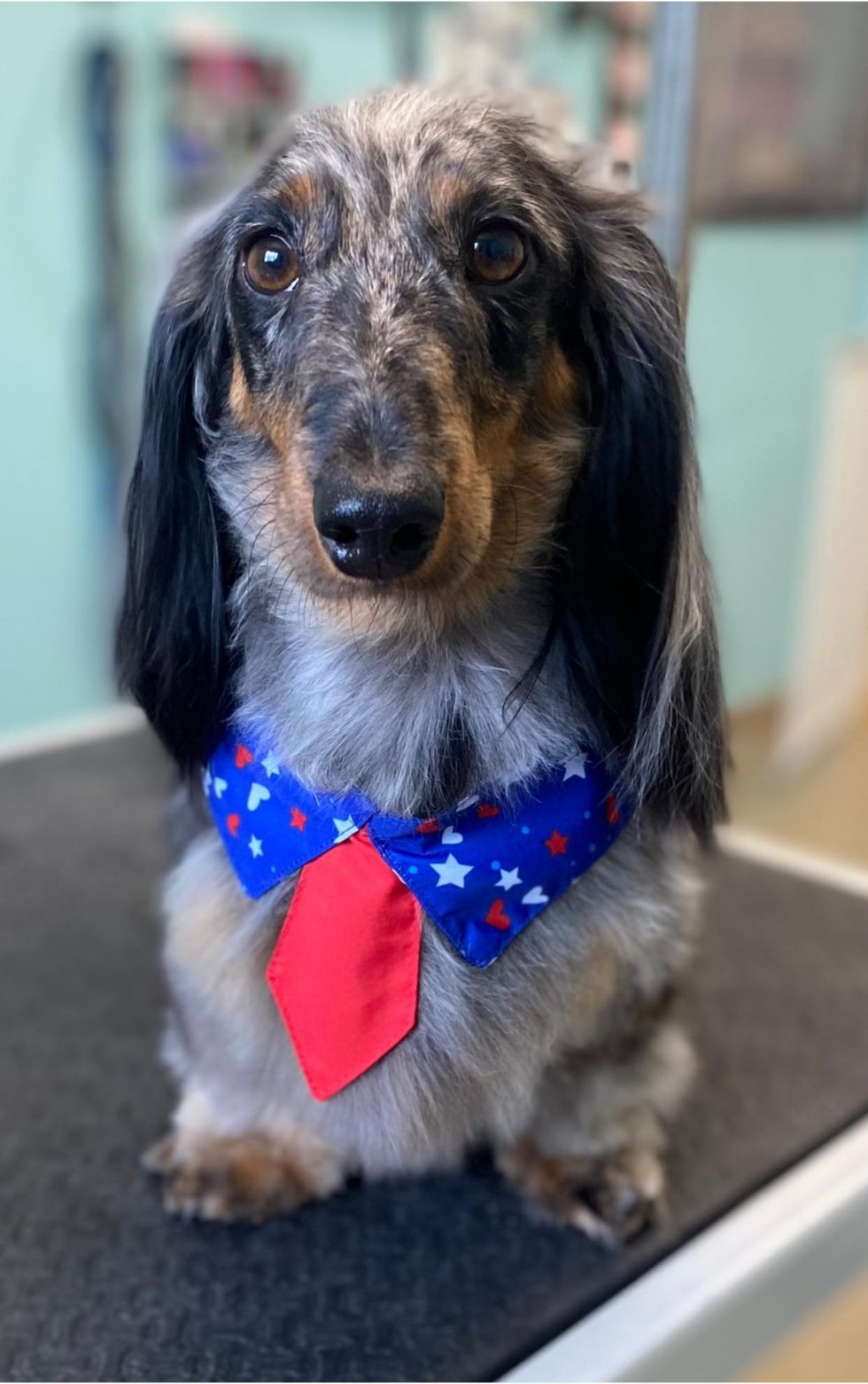 Dog Grooming Near Me In Saukville WI Dawgs In Motion