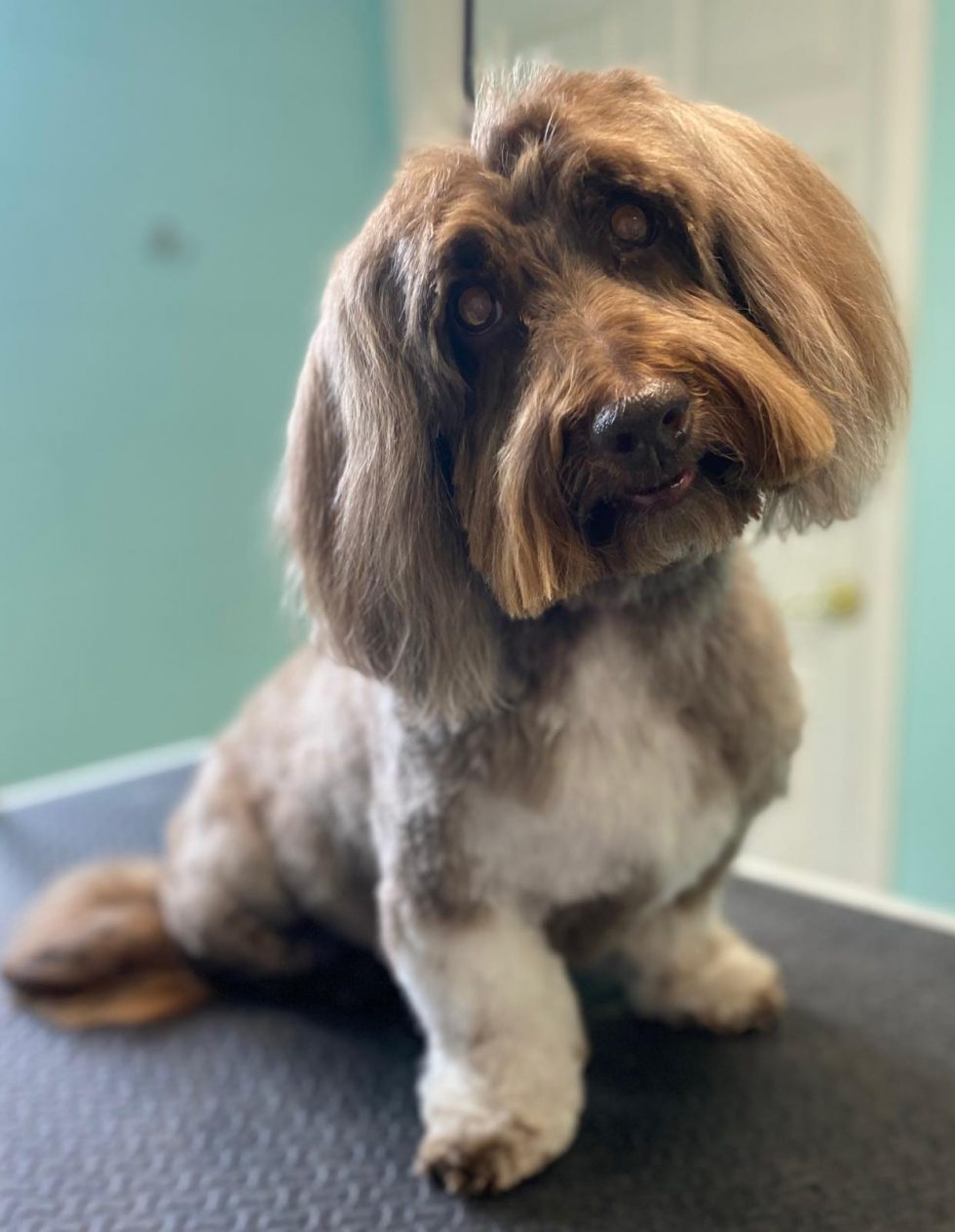 Dog Grooming Near Me In Saukville WI Dawgs In Motion