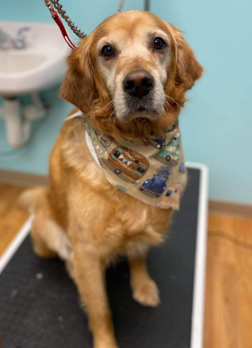 Dog Grooming Near Me In Saukville WI Dawgs In Motion