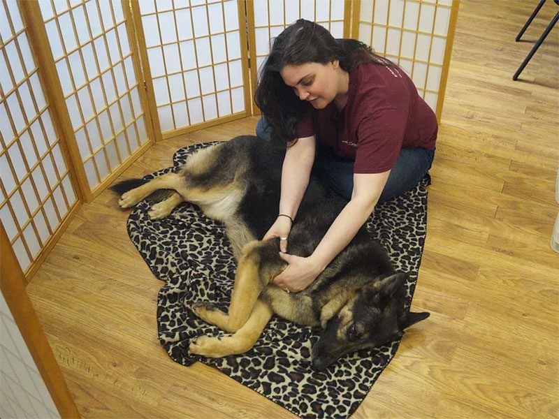 Dog Massage Therapy | Chiropractic | Dawgs In Motion