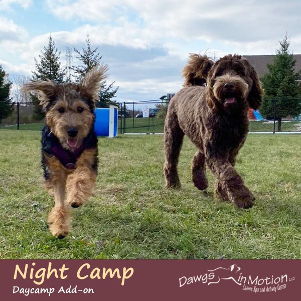 nightcamp daycamp addon