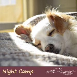 dog night camp package