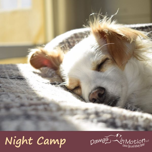 dog night camp package